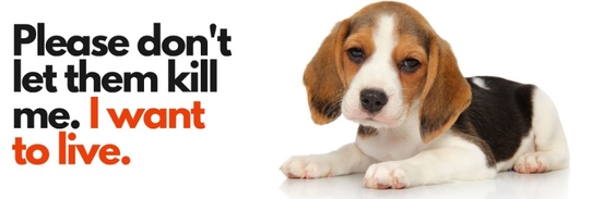 Petition Beagle