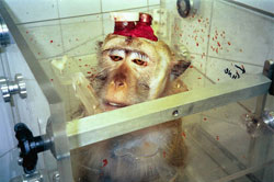 Um Elektroden ins Hirn einzuführen, wurde diesem Affen eine Kammer in den Schädel geschraubt. (Foto: Israeli Society for the Abolition of Vivisection)