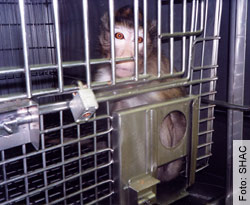 Tierversuche sind nicht nur grausam und unwissenschaftlich, sondern auch für uns Menschen äusserst gefährlich!