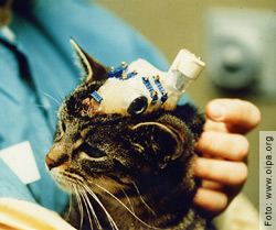 Absurde Wissenschaft - Vivisektion in Freiburg - Auch Katzen 
werden oft für neurologische Tierversuche eingesetzt