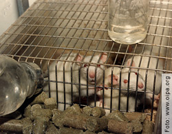 Absurde Wissenschaft - Vivisektion in Freiburg - In kleine Käfige 
eingepfercht, «warten» die Ratten auf die grausamen Experimente