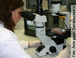 Veränderungen der kultivierten Zellen werden nach Zugabe einer Testsubstanz unter dem Mikroskop beurteilt