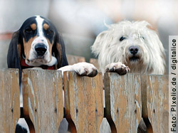 Aspirin, ein weiteres sehr verbreitetes Medikament, kann bei Hunden und weiteren Tierarten zu schweren Missbildungen bei Nachkommen führen