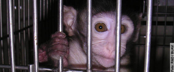 Air France Kampagne - Stoppt die Affentransporte in Tierversuchslabors!