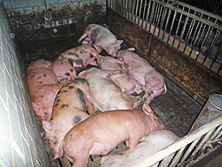 Oft vorkommende Schweine-Massentierhaltung in der Schweiz. Doch die Behörden schauen weg