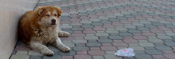 Tierschutzhilfe in Rumänien - Bei den Strassenhunden in Lugoj - Tierschutzverein Free Amely 2007