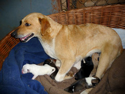 Im Tierheim gebar Tina über Nacht 6 Welpen - Tierschutzverein Free Amely 2007
