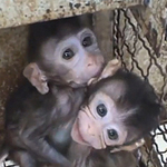 Video Tierversuch - Affenversuche abschaffen - Die Zeit zu handeln ist jetzt! 