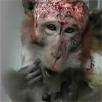 Video Tierversuch -  Das Leid der Affen in der Hirnforschung am MPI in Tübingen